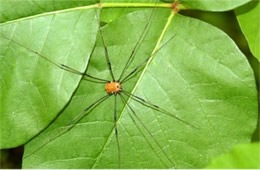 Harvestmen