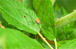 harvestmen