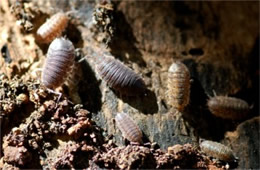 pill bugs