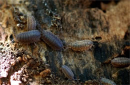 pill bugs