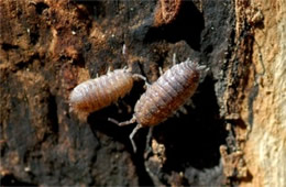 pill bugs