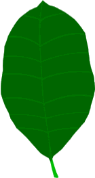 Plant Leaf Drawing