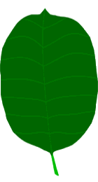 Plant Leaf Drawing