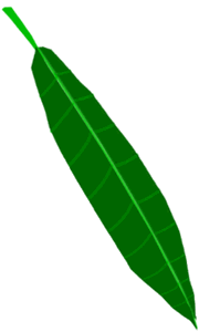 Plant Leaf Drawing