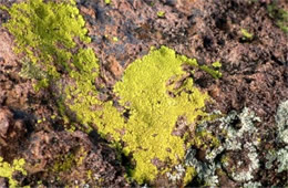 Desert Crustose Lichens