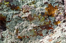 Desert Crustose Lichens