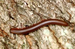 millipede