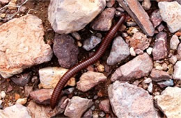 Millipede