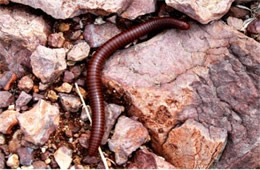 Millipede