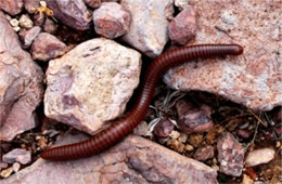 Millipede