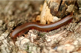 millipede