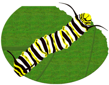 Monarch Caterpillar