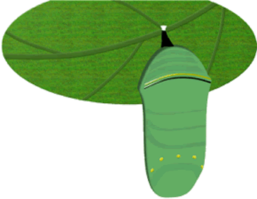 Monarch Butterfly Chrysalis