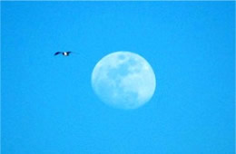 Waxing Gibbous Moon