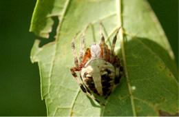 orb weaver spider