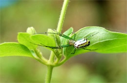 orchard orbweaver spider