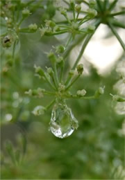 raindrop