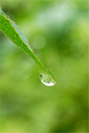 Raindrop on the End of a Leaf