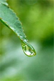 raindrop