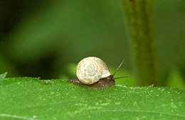 snail