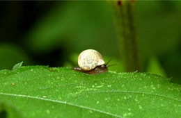 land snail