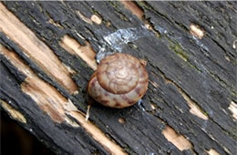 land snail