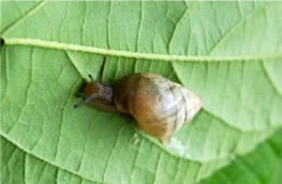 snail