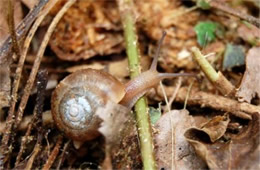 land snail