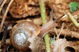 land snail