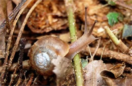 land snail