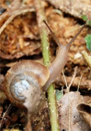 land snail