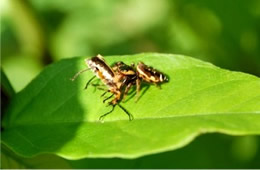 spider preying on beetle