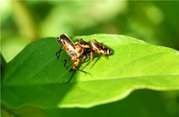 spider preying on beetle