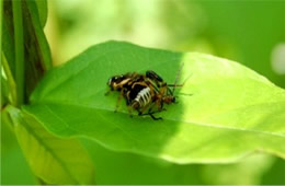 spider preying on beetle