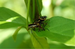 spider preying on beetle