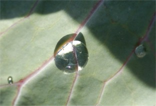 water drop