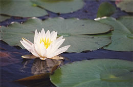 water lilly