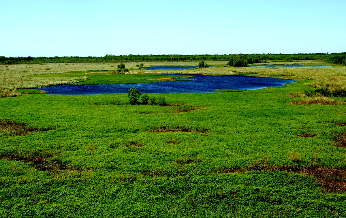 wetlands biome