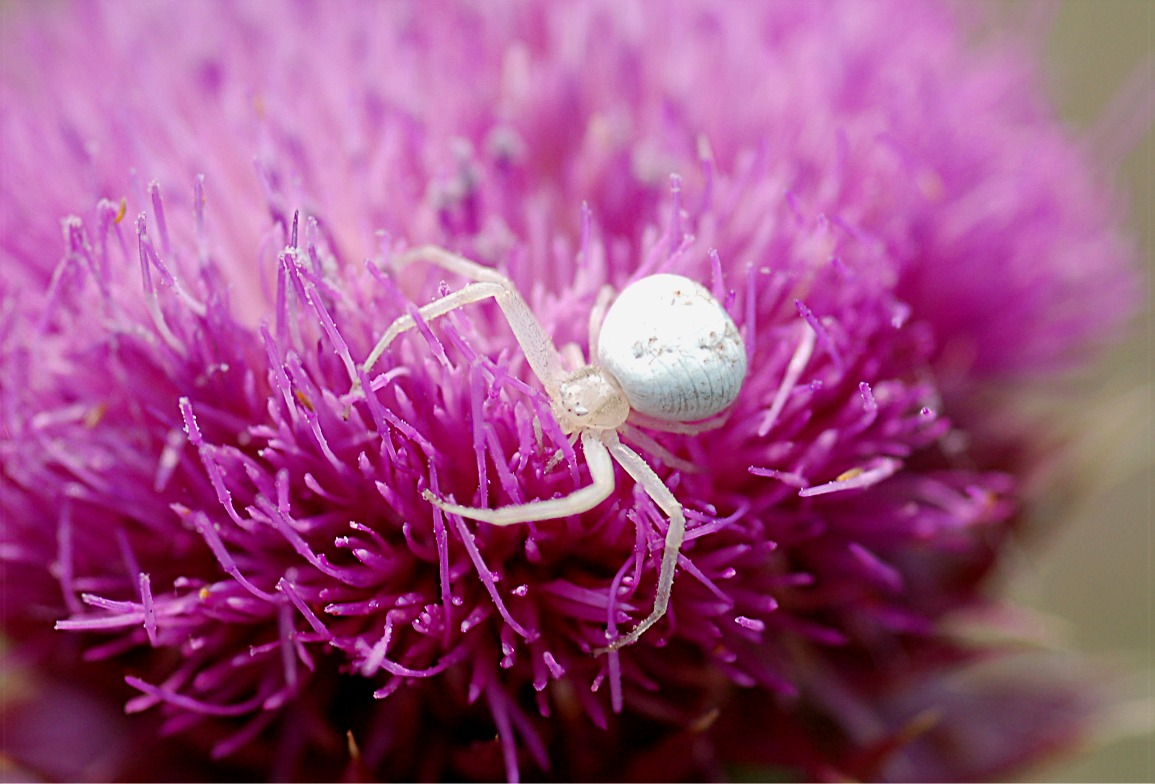 white spiders