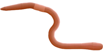 Earthworm