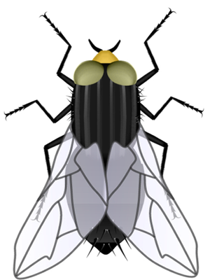 Adult Fly