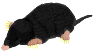 Mole