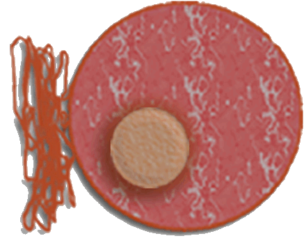 Animal Cell Diagram Labeled With Functions. house The functions animal