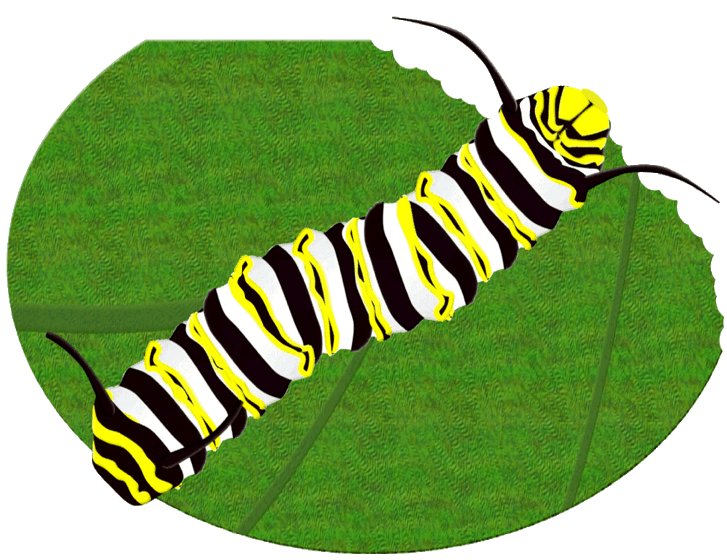 free clip art butterfly egg - photo #21