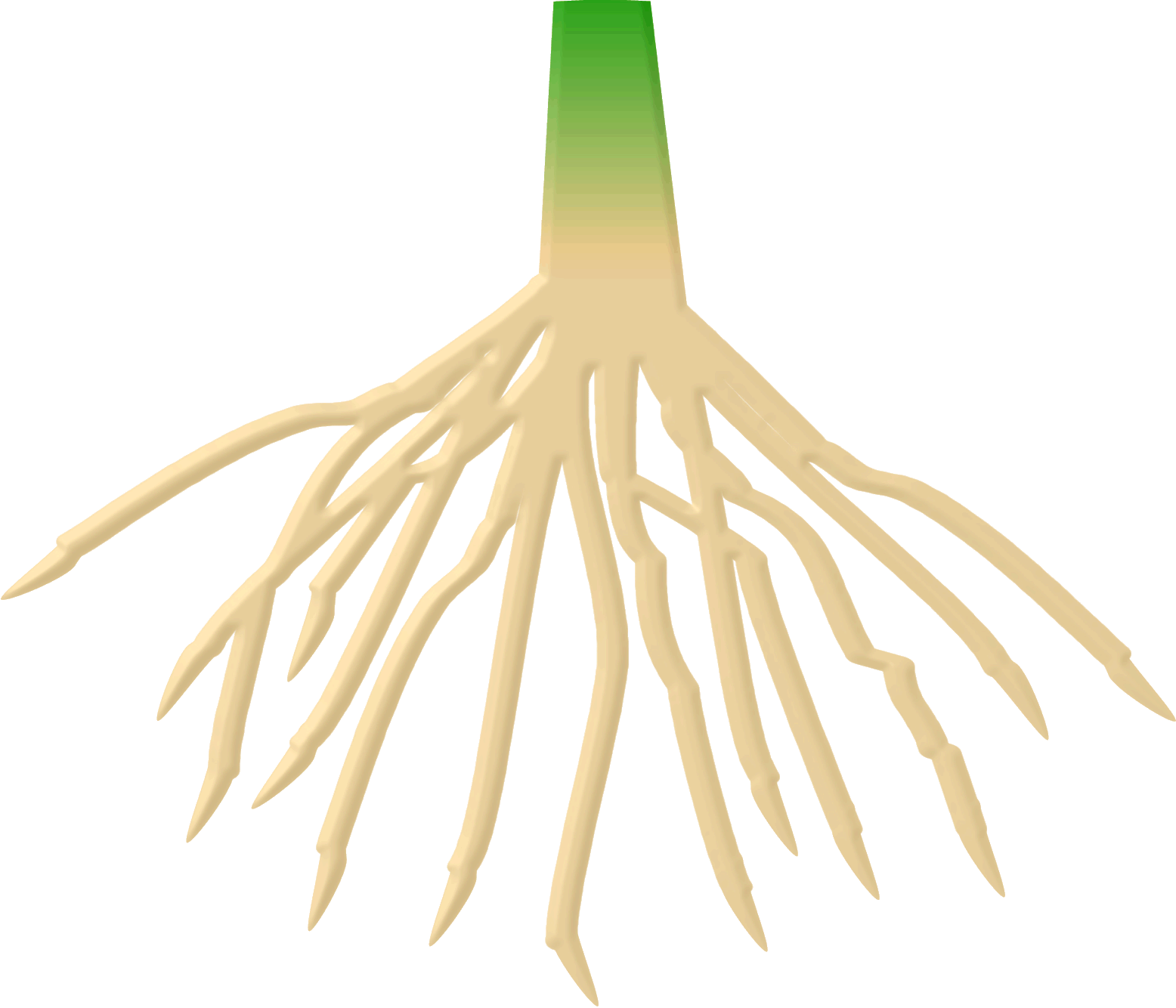 flower with roots clipart - photo #35