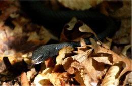 Coluber constrictor - Eastern Black Racer