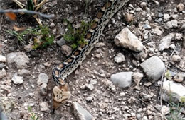 Pituophis catenifer sayi - Bullsnake