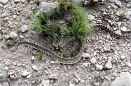 Pituophis catenifer sayi - Bullsnake