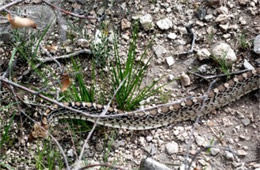 Pituophis catenifer sayi - Bullsnake