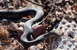 Coluber flagellum - Coachwhip